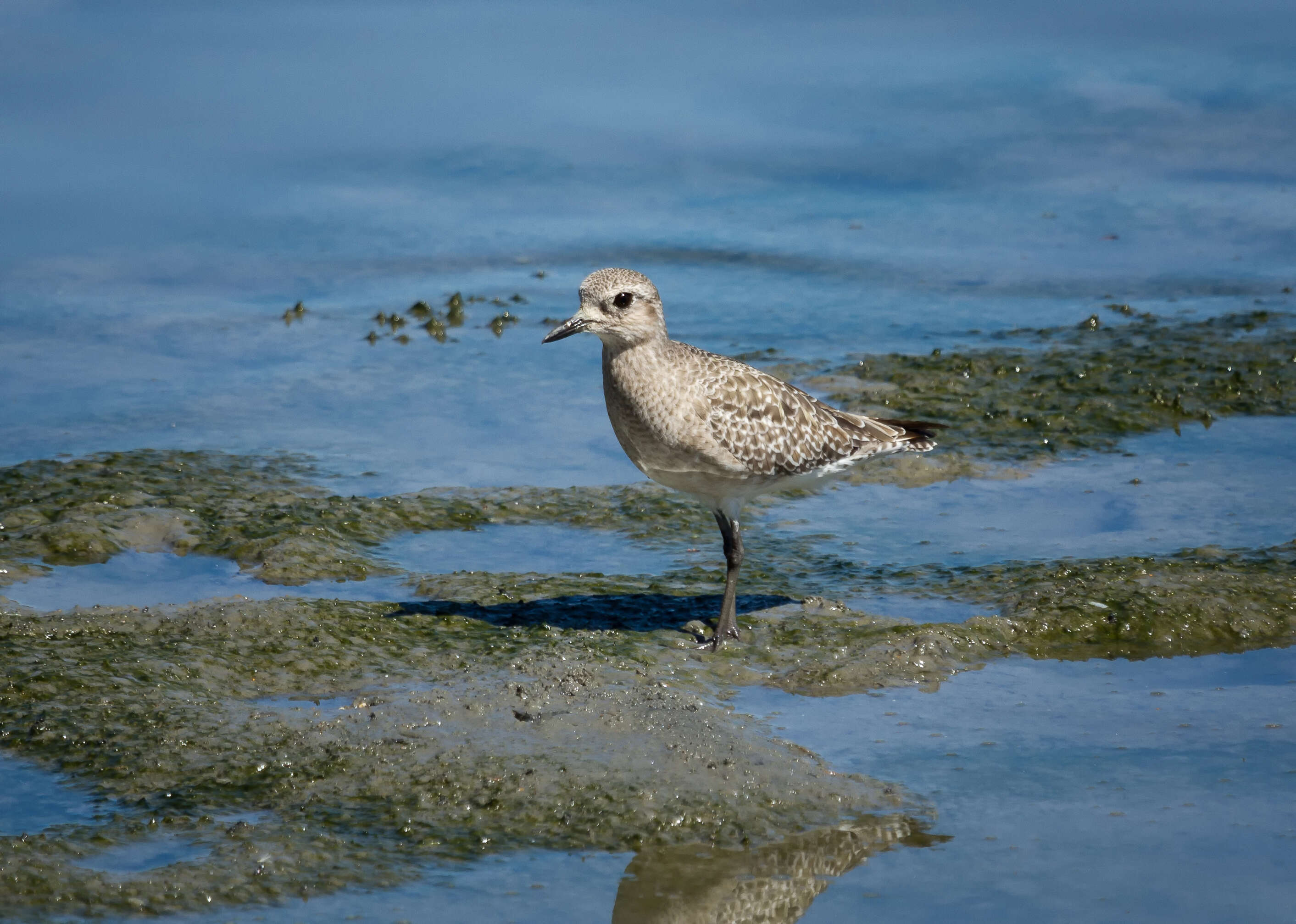 Image of Pluvialis Brisson 1760