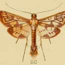 Image of Rhimphalea linealis Kenrick 1907
