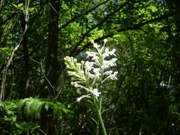 Image of white fringed orchid