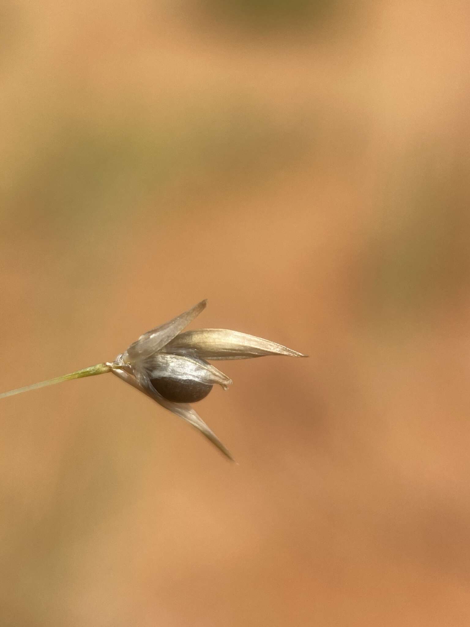 Image of blowout grass