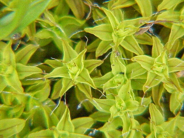 Image of great hairy screw-moss