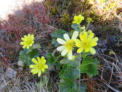 Image of Ranunculus nivicolus Hook.