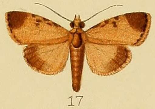 Image of Orthaga phaeopteralis Lower 1902