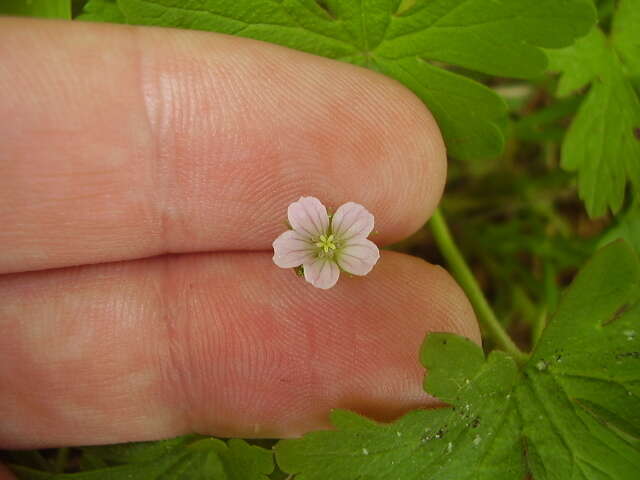 Image of Australasian geranium