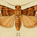 Слика од Lacalma porphyrealis Kenrick 1907