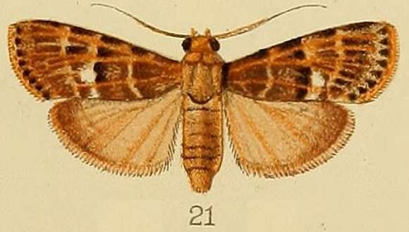 Слика од Lacalma porphyrealis Kenrick 1907