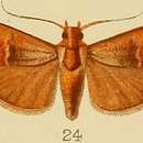 Image of Orthaga castanealis Kenrick 1907