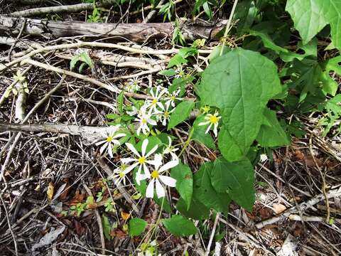 Image of Montanoa atriplicifolia (Pers.) Sch. Bip.