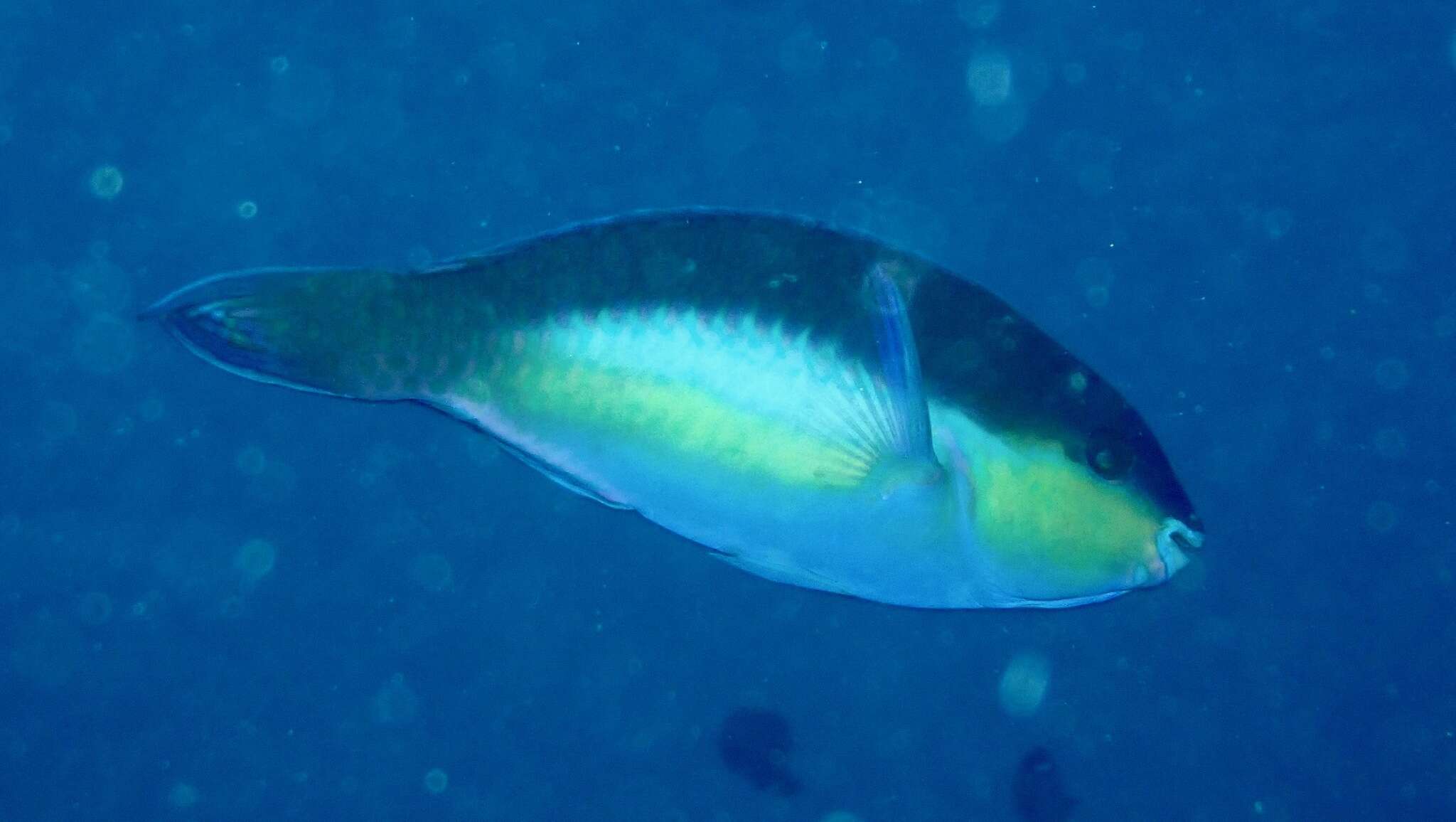 Image of Chameleon parrotfish