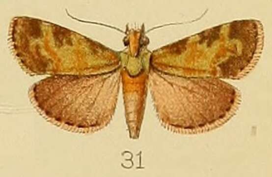 Image of Stericta subviridalis Kenrick 1907