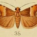 Image of Orthaga fuscofascialis Kenrick 1907