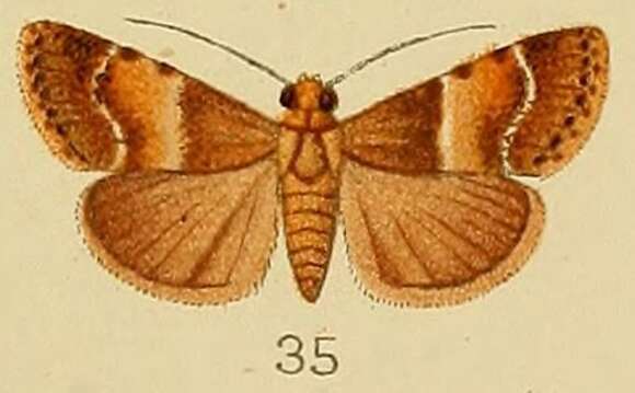 Image of Orthaga fuscofascialis Kenrick 1907