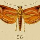 Image of Aulacodes purpurealis Kenrick 1907