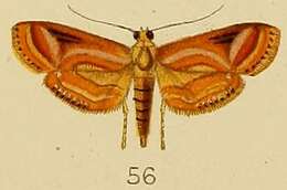 Image of Aulacodes purpurealis Kenrick 1907
