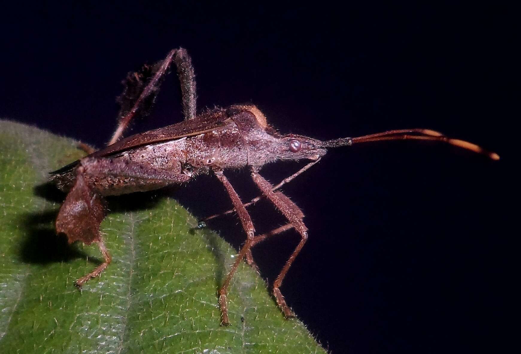 Image of Leptoglossus neovexillatus Allen 1969