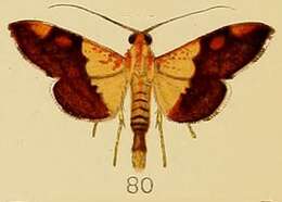 Image of Agrotera semipictalis Kenrick 1907