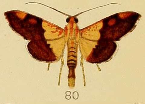 Image of Agrotera semipictalis Kenrick 1907
