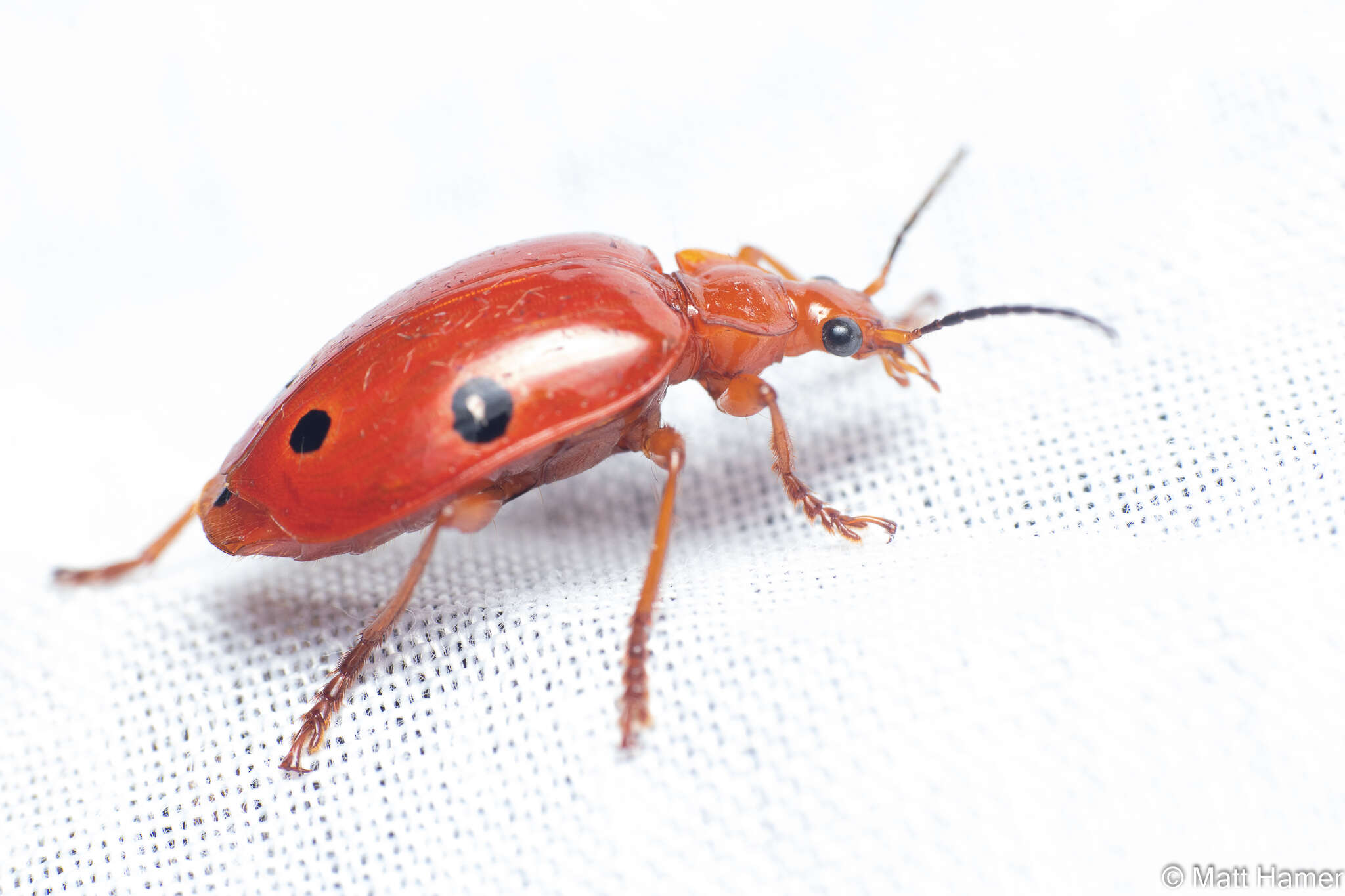 Image of Lebia (Chelonodema) ocelligera (Bates 1883)