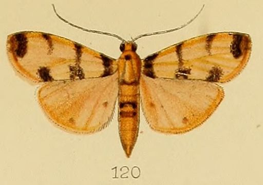 Image of <i>Dichocrocis pardalis</i> Kenrick 1907