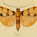 Image of Dichocrocis pardalis Kenrick 1907