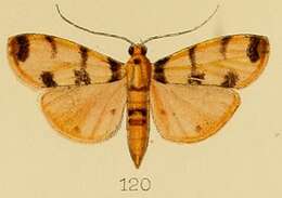 Image of Dichocrocis pardalis Kenrick 1907