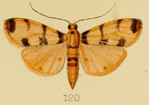 Dichocrocis pardalis Kenrick 1907 resmi