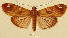 Image of Dichocrocis bimaculalis Kenrick 1907