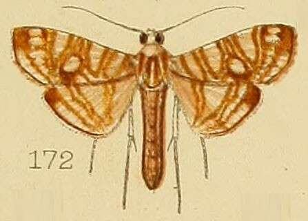 Imagem de Glyphodes paucilinealis Kenrick 1907