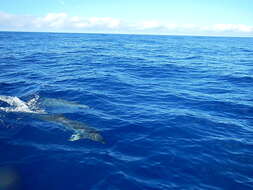 Image of Atlantic Spotted Dolphin