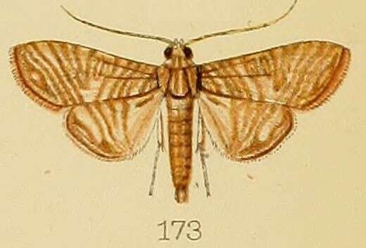 Imagem de Glyphodes multilinealis Kenrick 1907