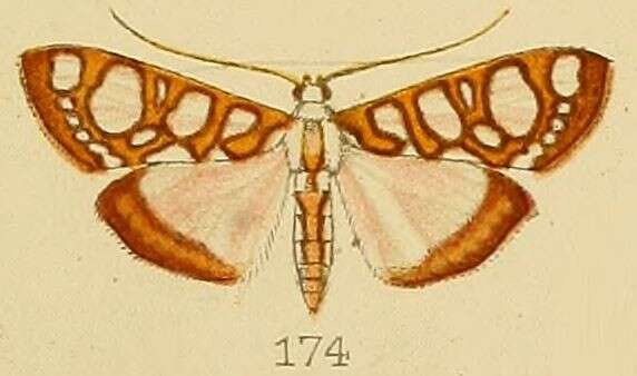 Imagem de Glyphodes perspicualis Kenrick 1907