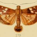 Image of Pygospila marginalis Kenrick 1907