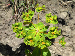 Слика од Euphorbia lucorum Rupr.