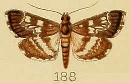 Image of Epipagis tristalis Kenrick 1907