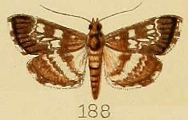 Image of Epipagis tristalis Kenrick 1907