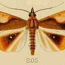 Image of Calamochrous albipunctalis Kenrick 1907