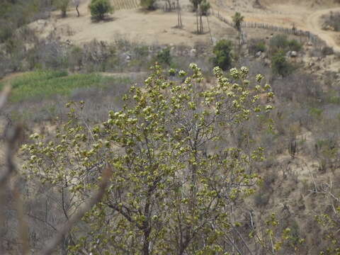 صورة Nahuatlea arborescens (Brandegee) V. A. Funk