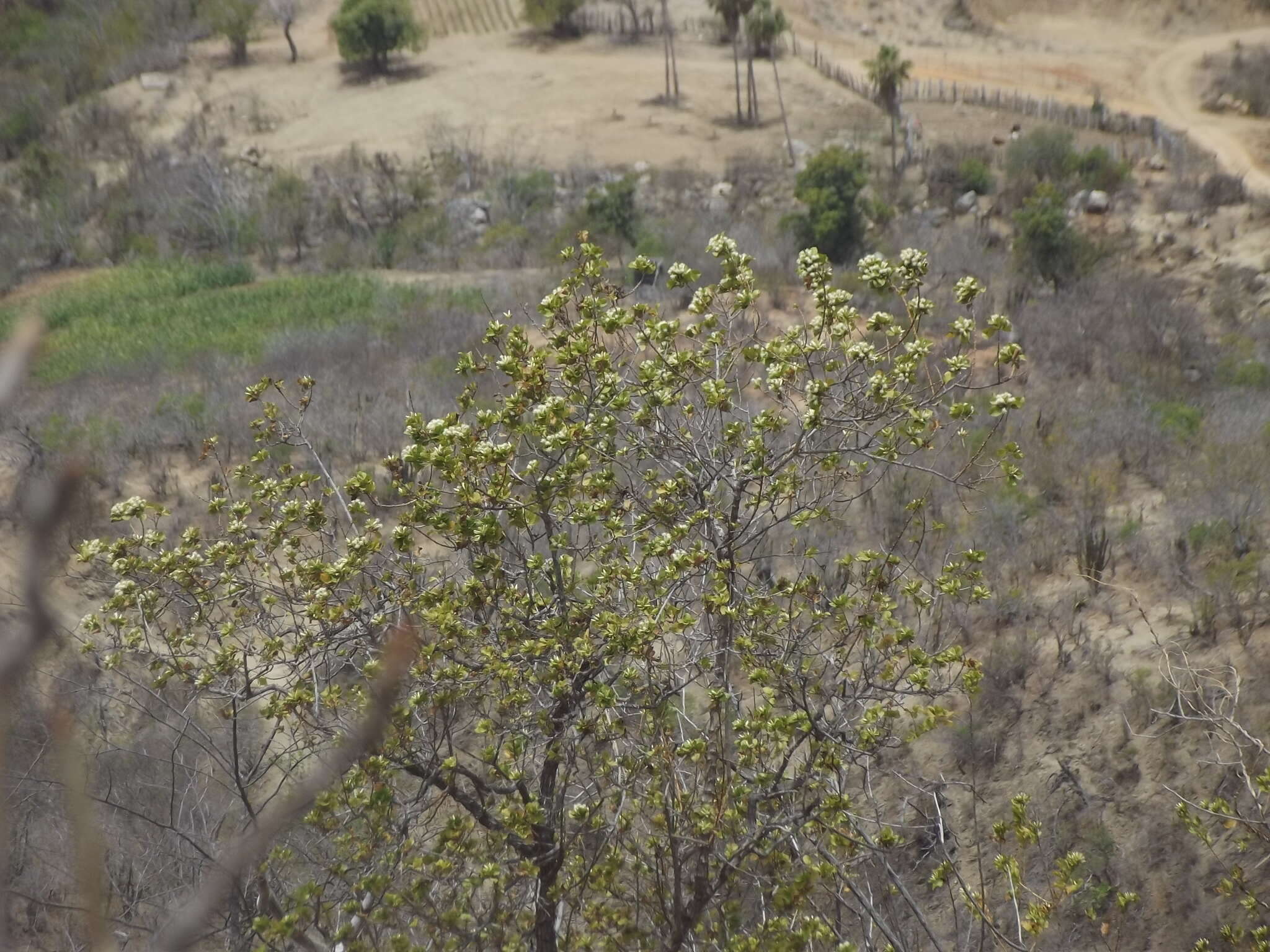 Image of Nahuatlea arborescens (Brandegee) V. A. Funk