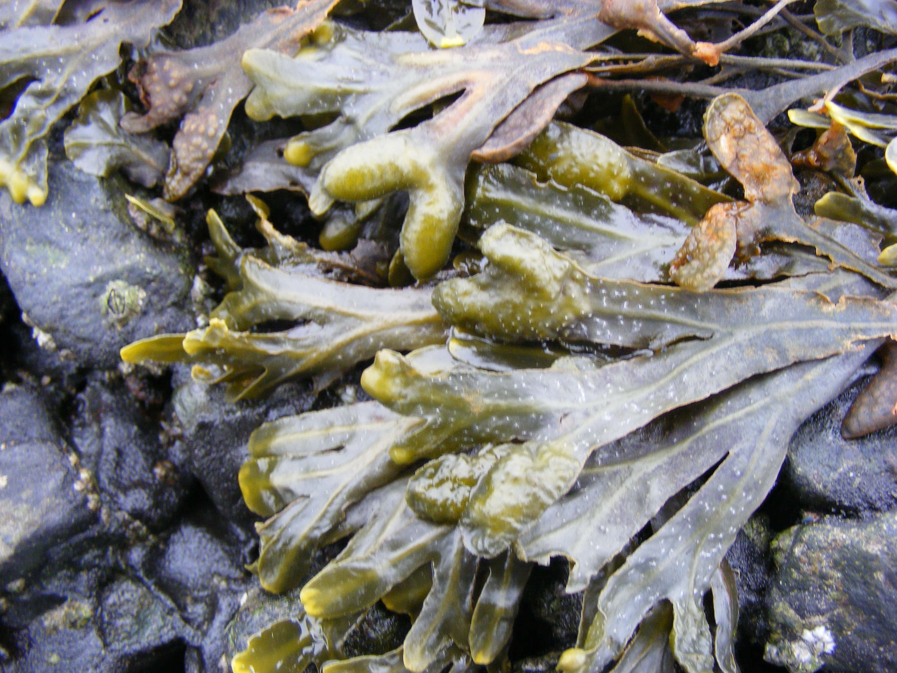 Image of Bladder Wrack