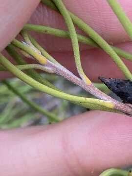 Image of Persoonia teretifolia R. Br.