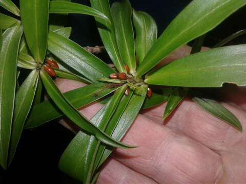 Image of long-leaved pimelea