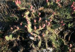 Image of Opuntia dillenii