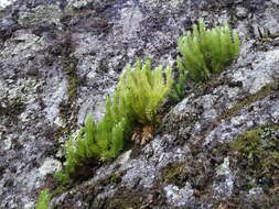 Image of Fir Club Moss