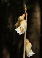 Image of Tall potato orchid