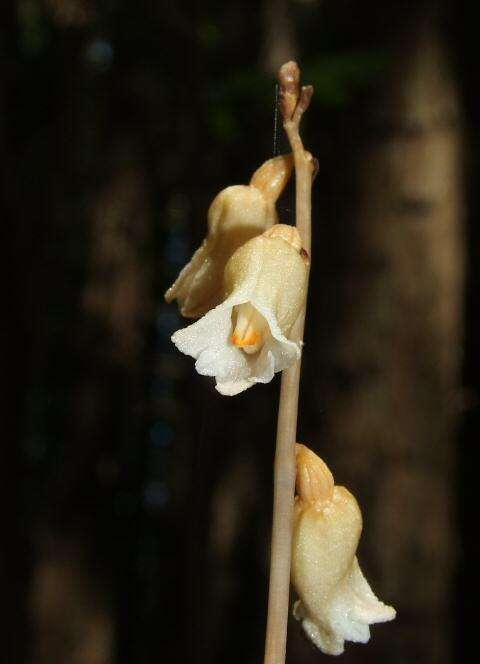 Image of Tall potato orchid