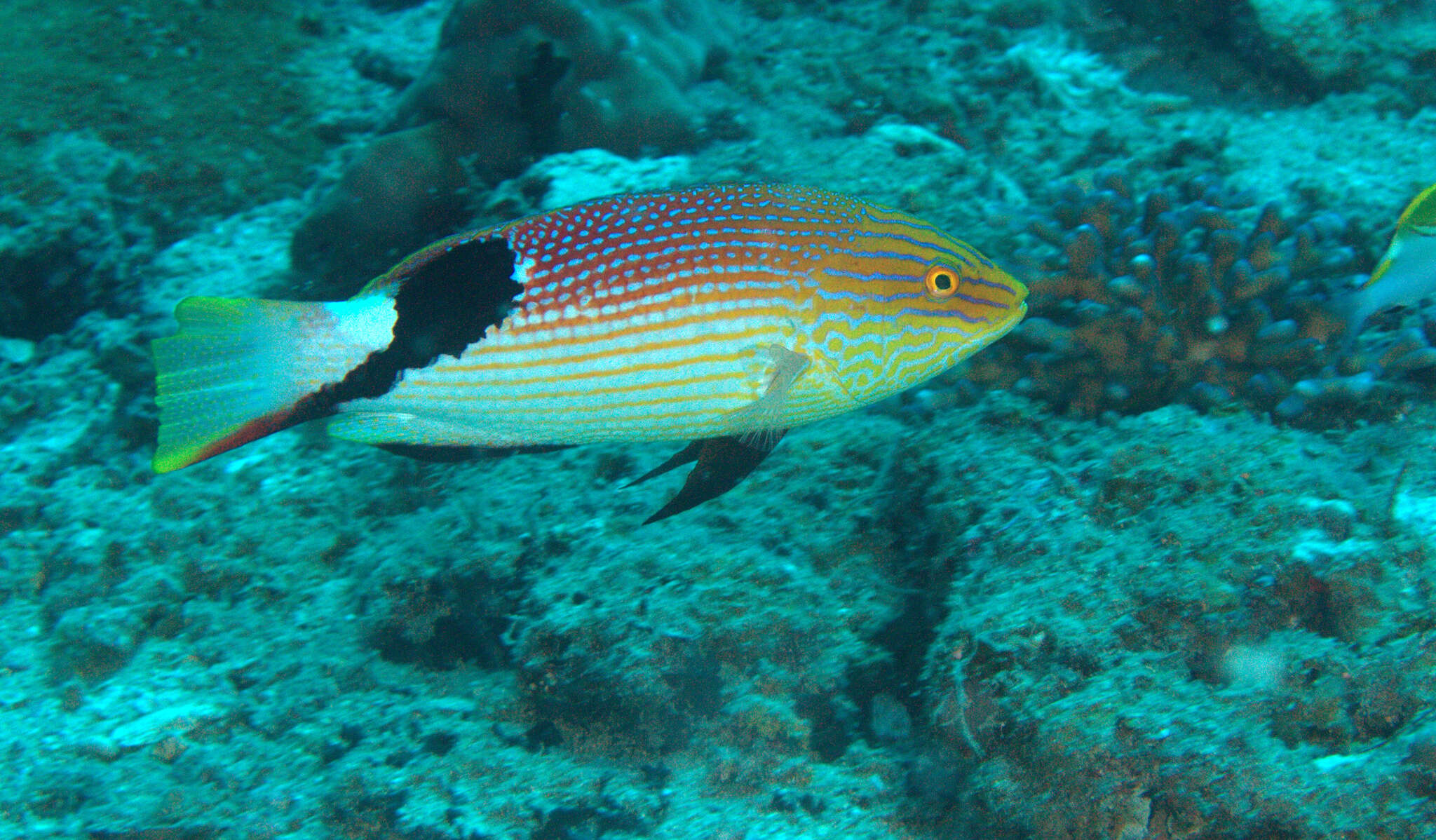 Bodianus loxozonus (Snyder 1908) resmi