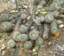 Image of Mammillaria bombycina Quehl