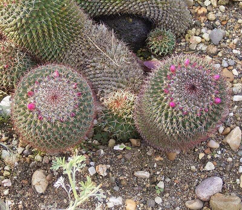 Image of Mammillaria carnea Zucc. ex Pfeiff.