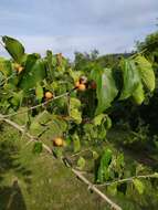 Celtis iguanaea (Jacq.) Sarg. resmi