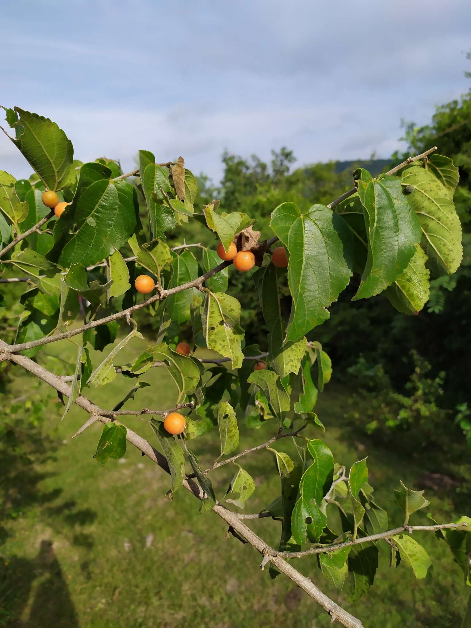 Celtis iguanaea (Jacq.) Sarg. resmi